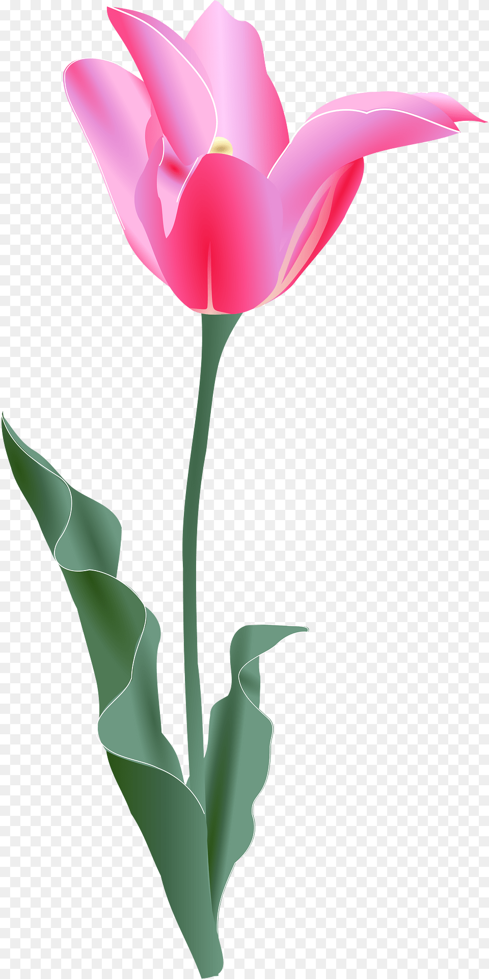 Tulip Clipart, Flower, Plant, Petal Free Transparent Png