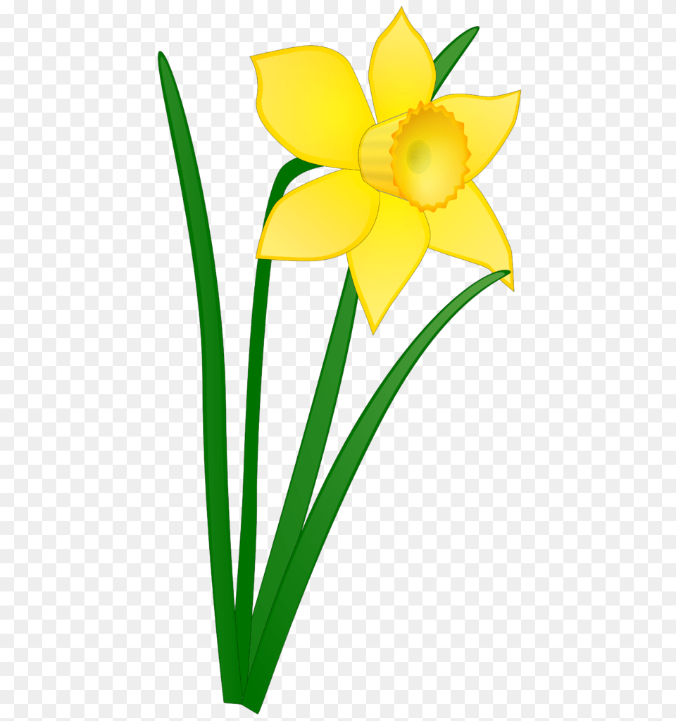 Tulip Clipart Daffodil Flower Clip Art No Background, Plant, Person Free Png