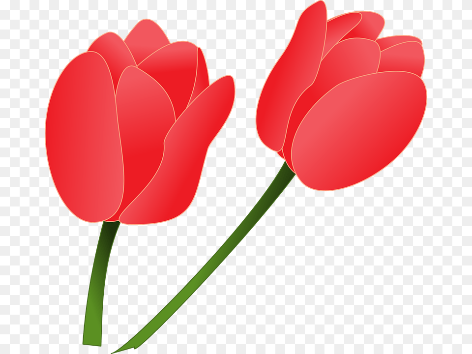 Tulip Clipart Nature, Flower, Plant, Petal, Dynamite Png