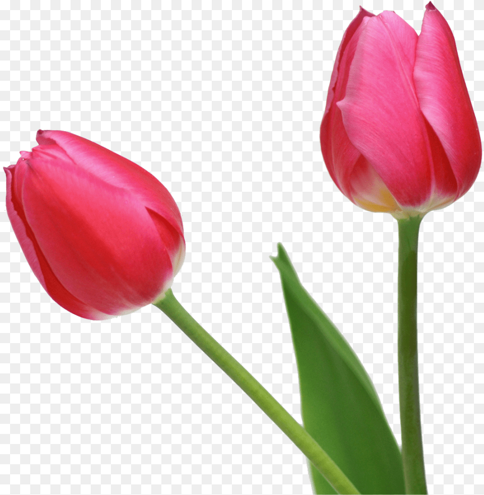 Tulip Clipart Real Tulip, Flower, Plant, Rose Png Image