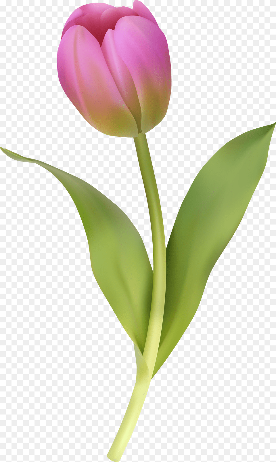 Tulip Clipart Transparent Png