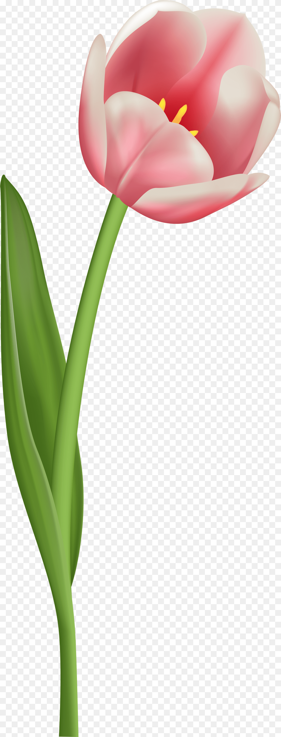 Tulip Clipart Transparent Transparent Background Single Flower, Plant Free Png