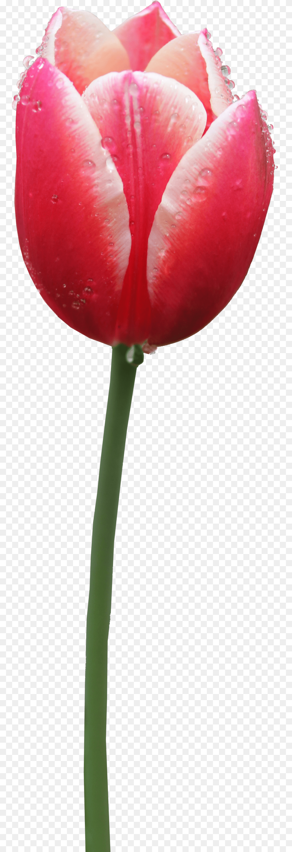 Tulip Clipart Tulip, Flower, Plant Free Transparent Png