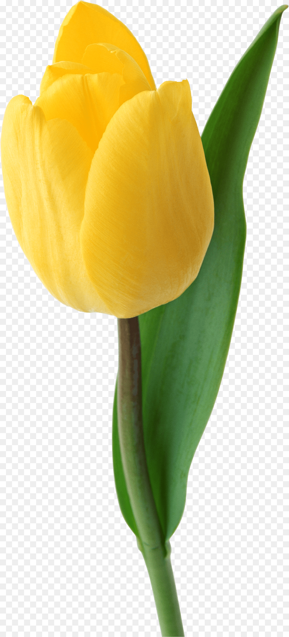 Tulip Clipart Yellow Tulip, Flower, Plant, Rose Free Png