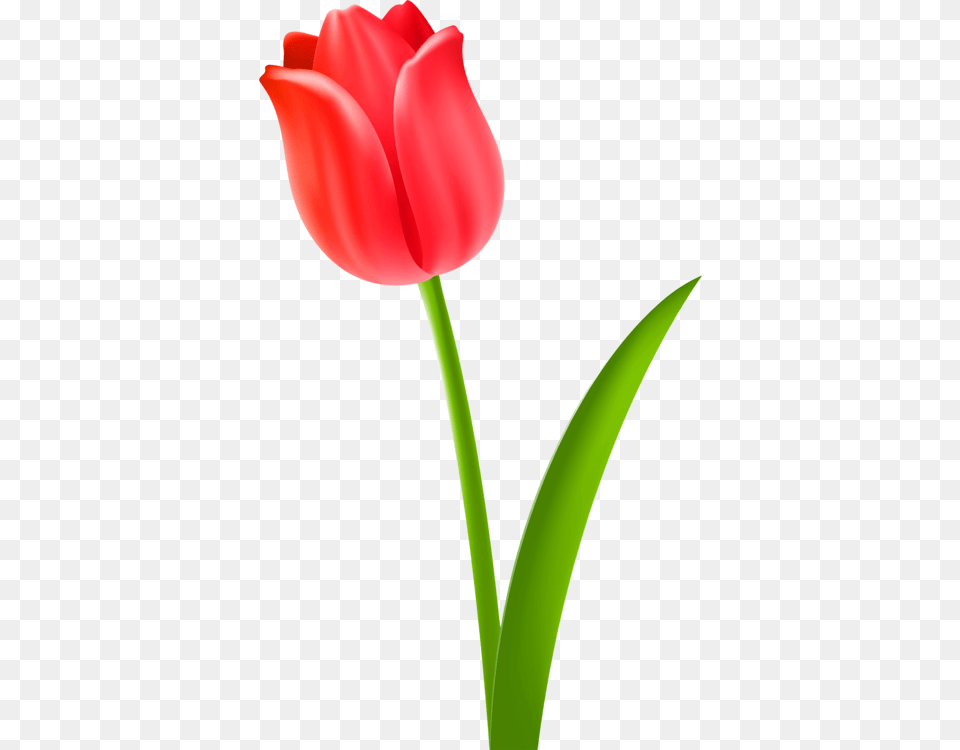 Tulip Cut Flowers Drawing Plant Stem Drawing Tulip, Flower Free Png Download