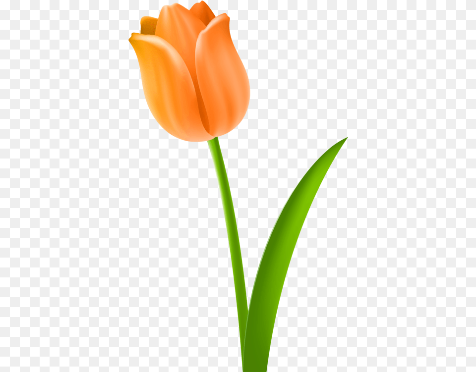 Tulip Cut Flowers Plant Stem Drawing Cc0 Orange Tulip, Flower Free Png Download