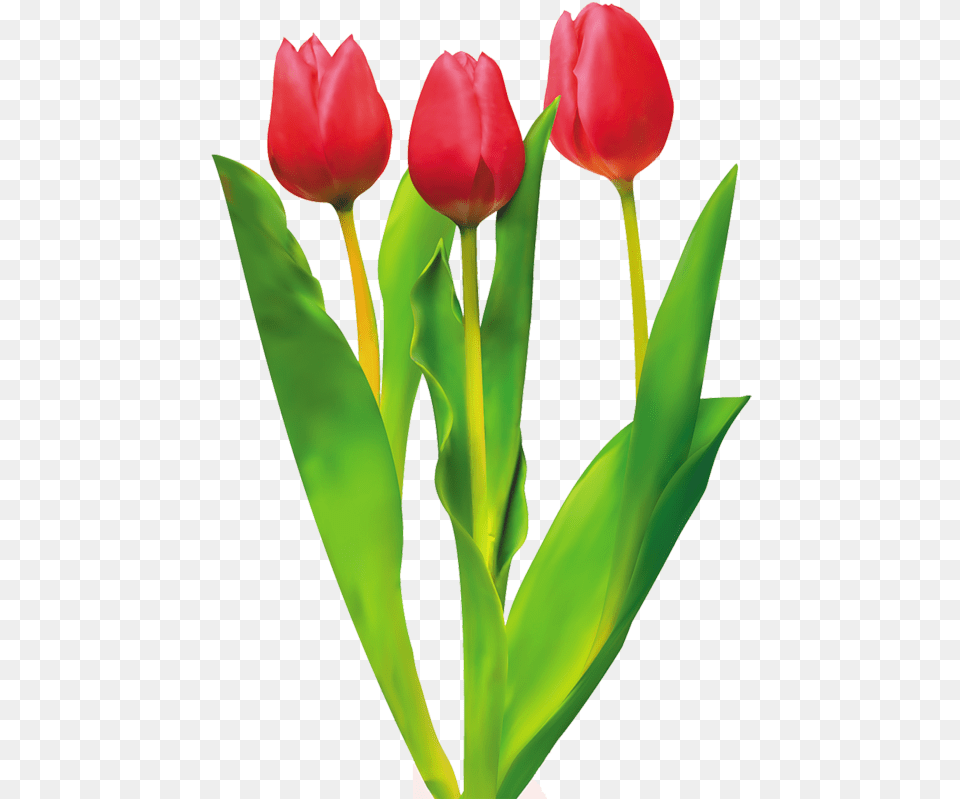 Tulip Cut Flowers Red Caracteristicas Del Tulipan, Flower, Plant Free Png