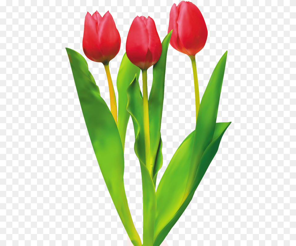 Tulip Cut Flowers Red Red Tulips Red Tulips Clipart, Flower, Plant Free Png