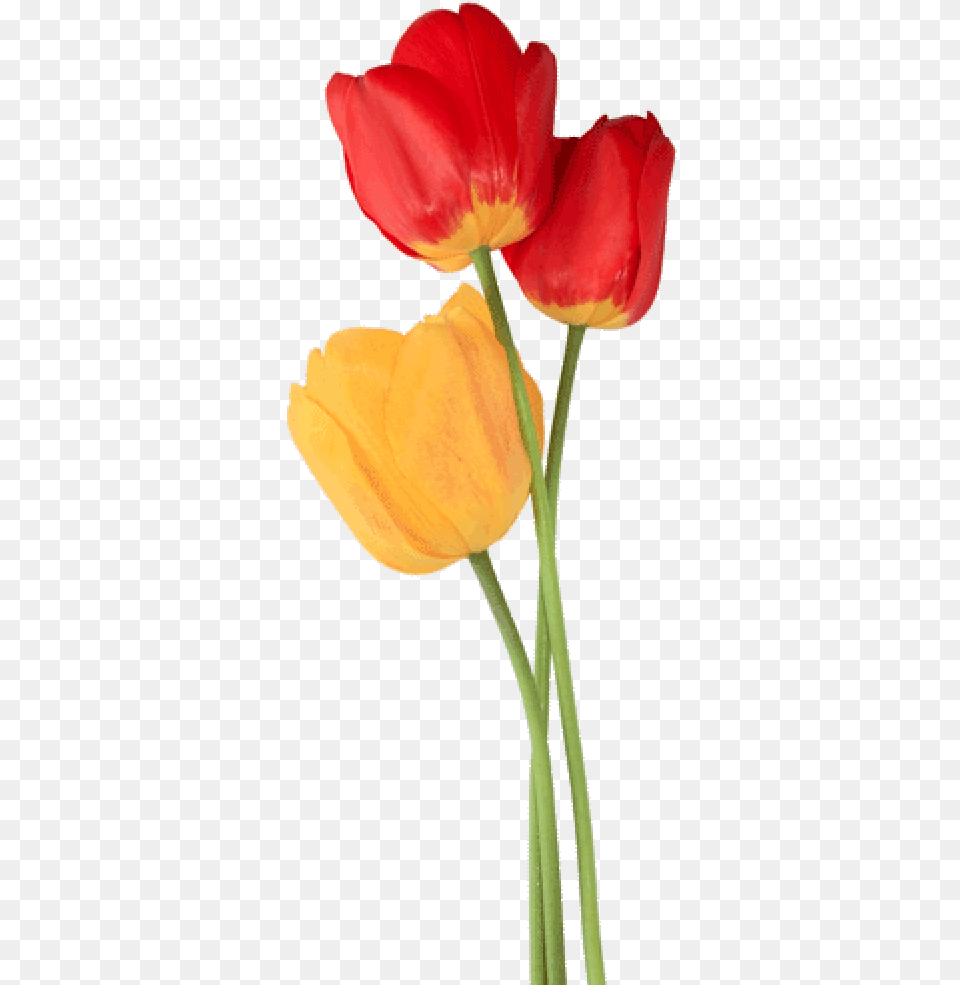 Tulip Download, Flower, Plant, Petal Free Transparent Png