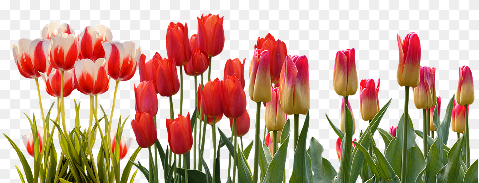 Tulip Download Row Of Flowers, Flower, Plant Png Image