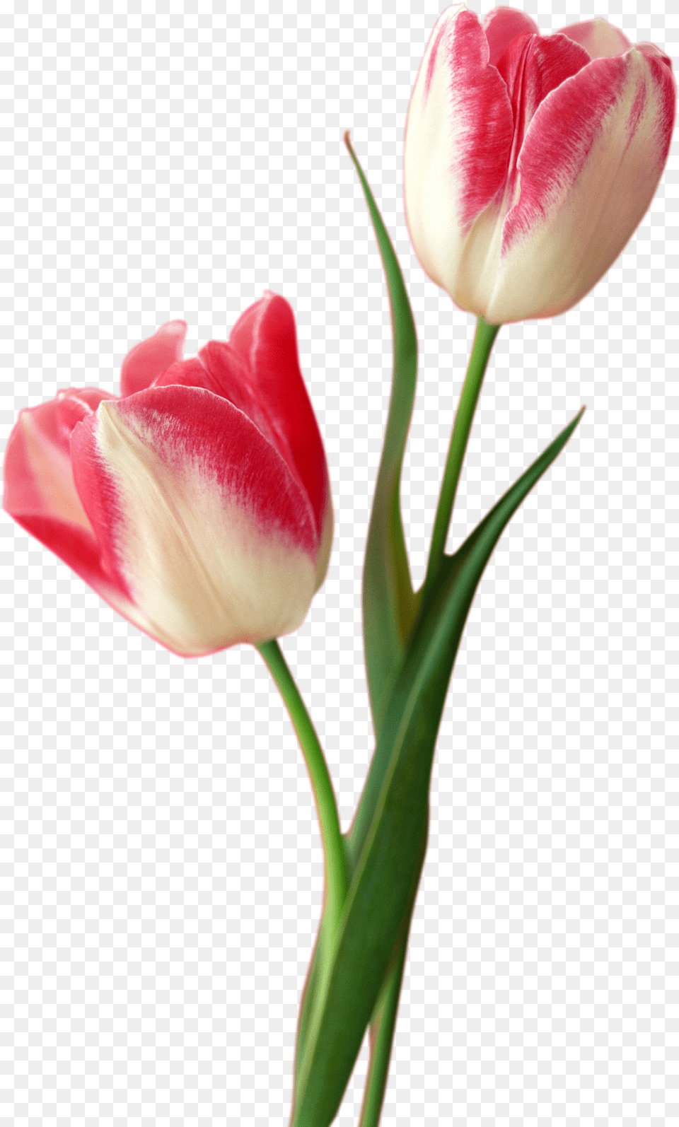 Tulip Tulip, Flower, Plant, Rose Free Png Download