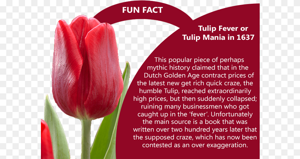 Tulip Feaver Fun Fact Marsh Amp Parsons, Flower, Plant, Petal Free Png