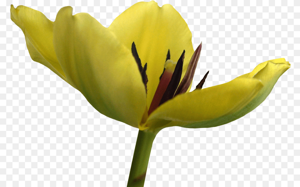 Tulip Flower And Transparent Images Tulip, Plant, Pollen, Petal Free Png Download
