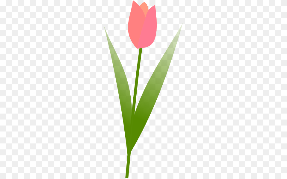 Tulip Flower Clip Art, Plant, Leaf, Petal Free Png