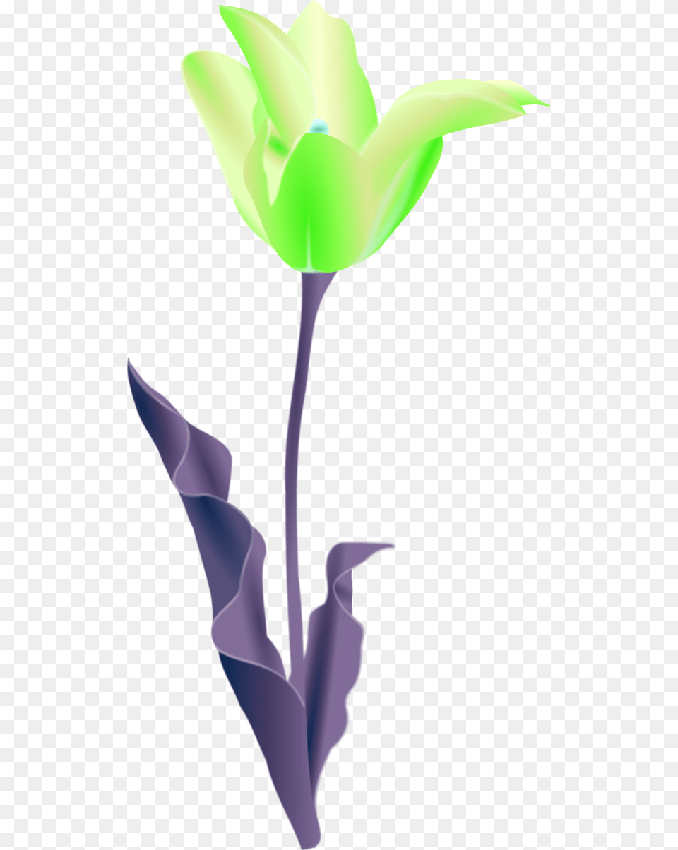 Tulip Flower Clip Art, Plant, Petal, Smoke Pipe Png Image
