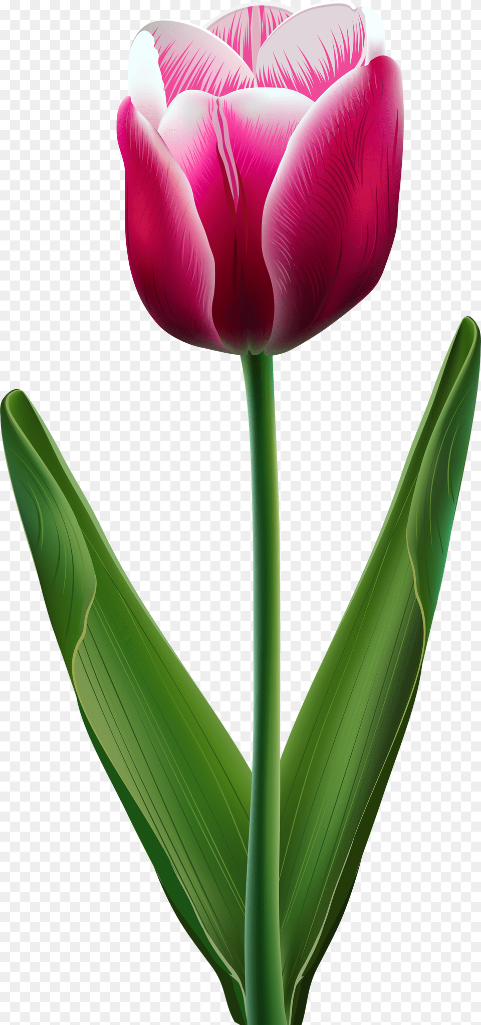 Tulip Flower Clip Art Beautiful Flowers Of Tulip Free Png Download