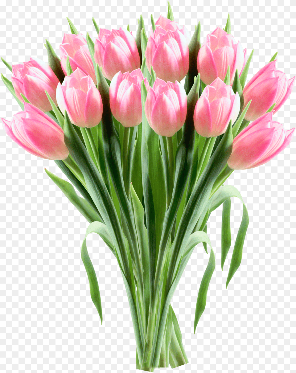 Tulip Flower Clip Art Tulip Bouquet Clipart Transparent, Flower Arrangement, Flower Bouquet, Plant Free Png Download