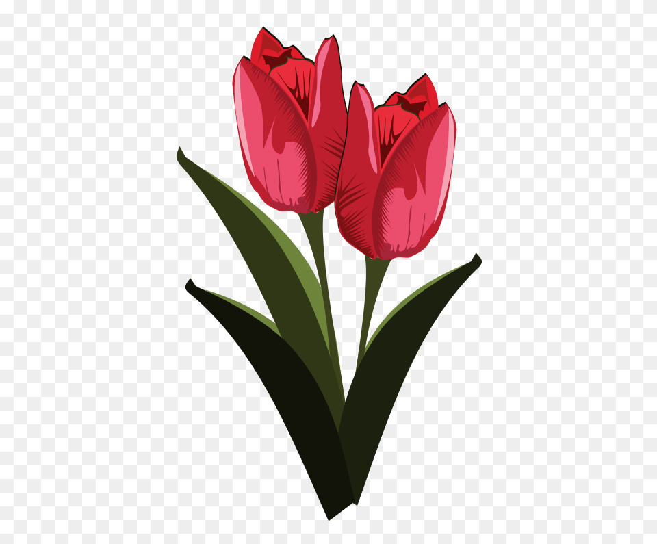 Tulip Flower Clipart, Plant, Petal Png Image