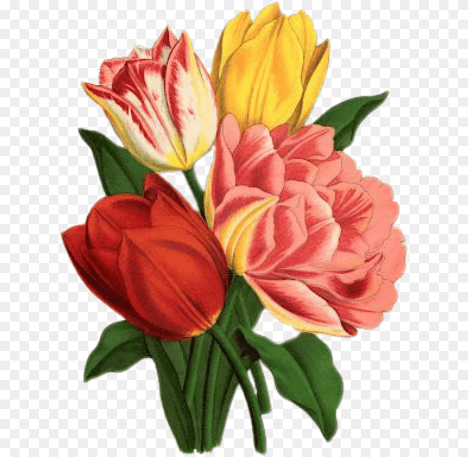 Tulip Flower Cross Stitch Patterns, Plant, Dahlia, Petal, Art Free Png Download