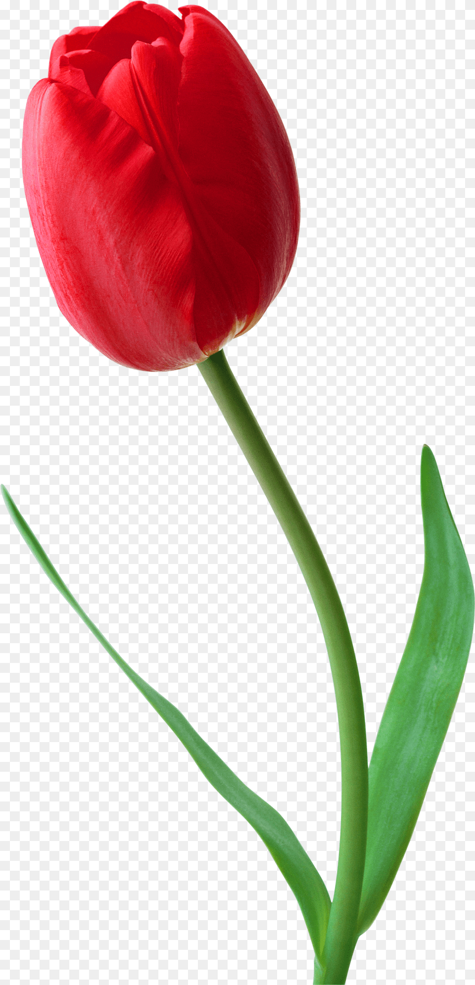 Tulip Flower Desktop Wallpaper Clip Art Tulip, Plant, Rose Free Png