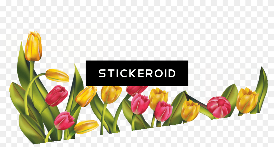 Tulip Flower Download Tulips Flower Border, Plant, Outdoors, Art, Graphics Free Png