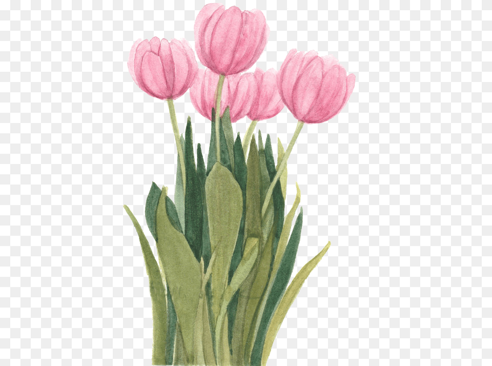 Tulip Flower Drawings Clip Art Painting, Plant, Carnation, Petal Free Transparent Png