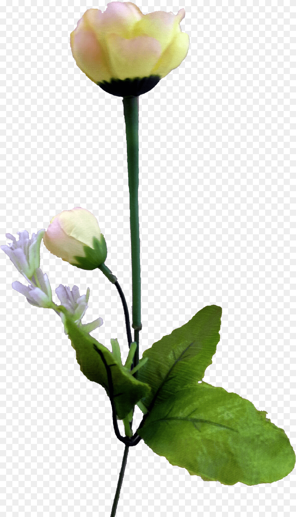 Tulip Flower Flower, Bud, Petal, Plant, Rose Png Image