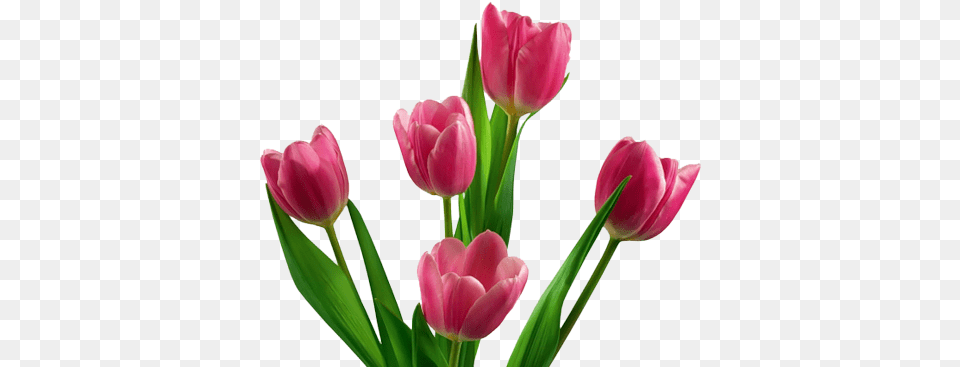 Tulip Flower Free Gallery Transparent Background Pink Tulip, Plant Png