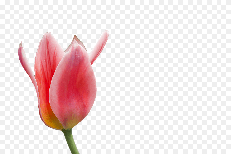 Tulip Flower Free Transparent Images Download Red Setangkai Bunga Tulip Layu, Plant, Petal Png
