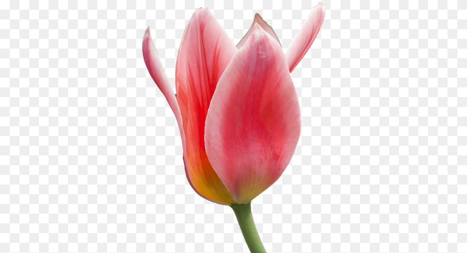 Tulip Flower Images Download Tulipano, Plant, Petal Free Transparent Png