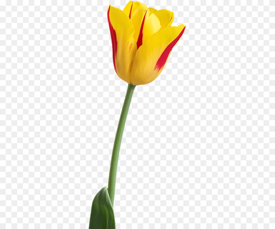 Tulip Flower Hd, Plant Png Image