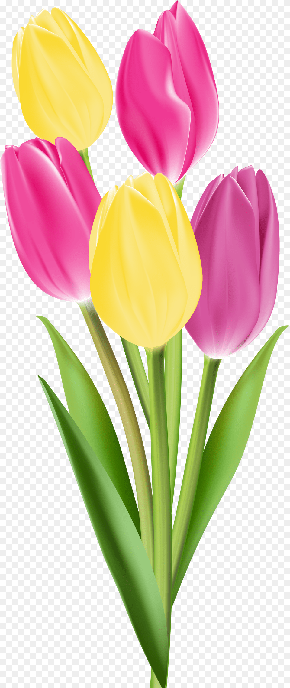 Tulip Flower Hd, Person, Portrait, Photography, Head Png