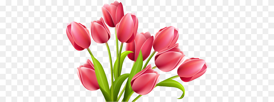 Tulip Flower Images Gallery Tulip, Plant, Petal, Chandelier, Lamp Free Png