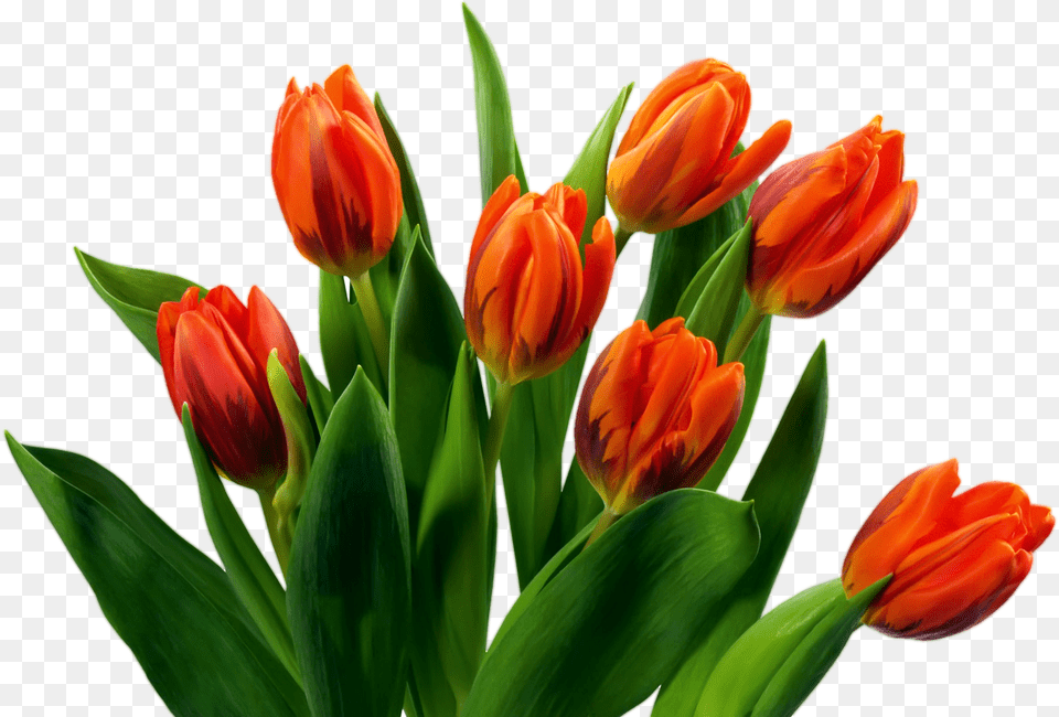 Tulip Flower Images Gallery Transparent Background Bouquet Of Flowers, Plant Free Png Download