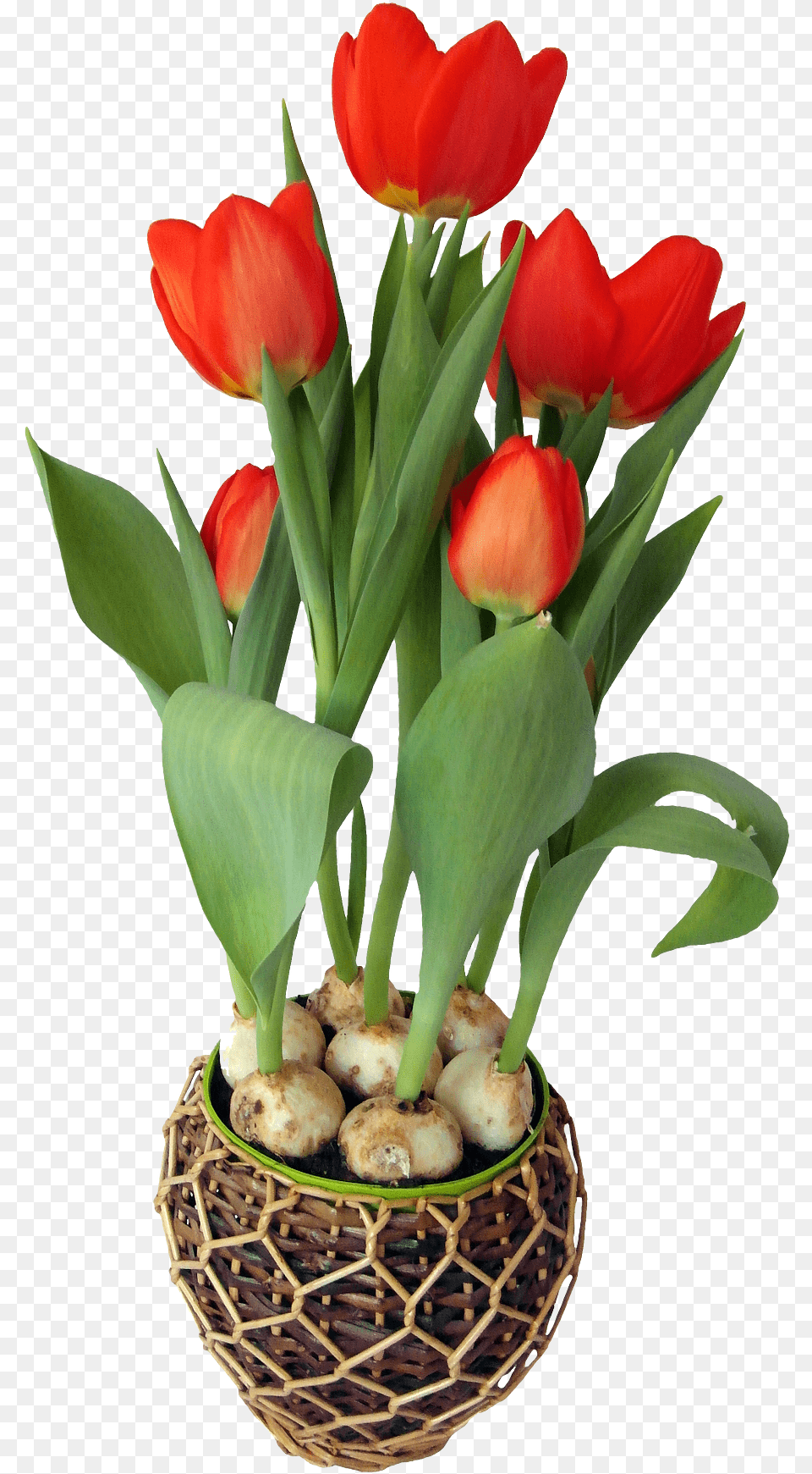 Tulip Flower In Pot Flower In A Pot, Flower Arrangement, Flower Bouquet, Plant, Potted Plant Png