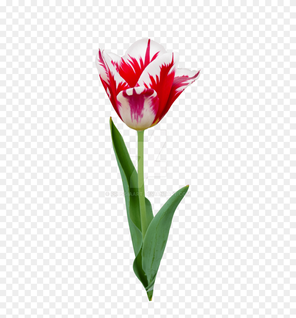 Tulip Flower On A Transparent Background, Plant Png