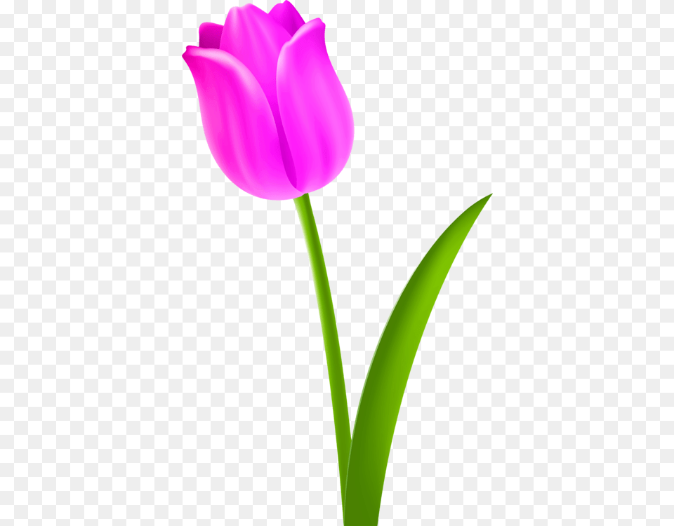 Tulip Flower Petal Purple, Plant Free Transparent Png