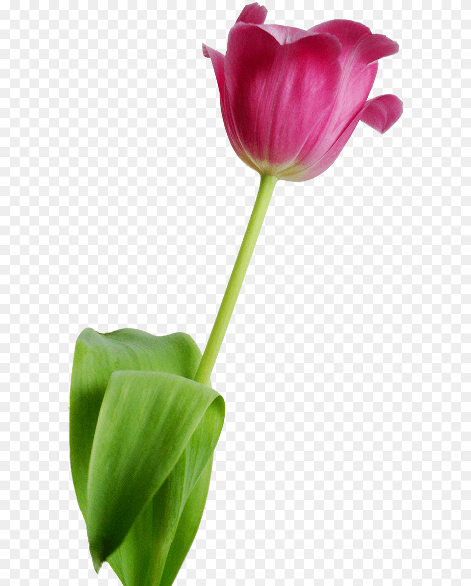 Tulip Flower Rosa Nature Transparent Flowers Nature Transparent Background, Plant, Petal Png Image