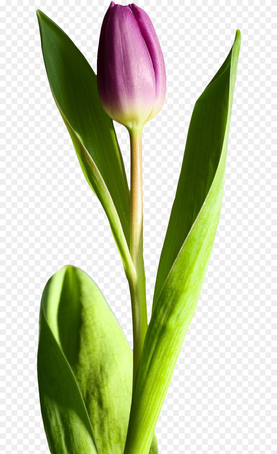 Tulip Flower Transparent Flowers, Bud, Plant, Sprout, Petal Png