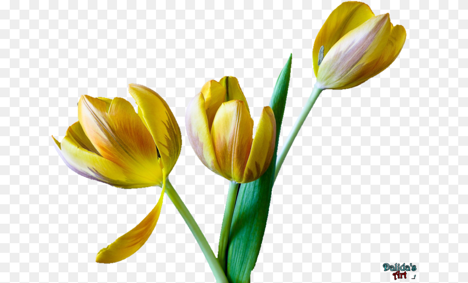 Tulip Flower Images Snow Crocus, Plant, Petal Free Transparent Png