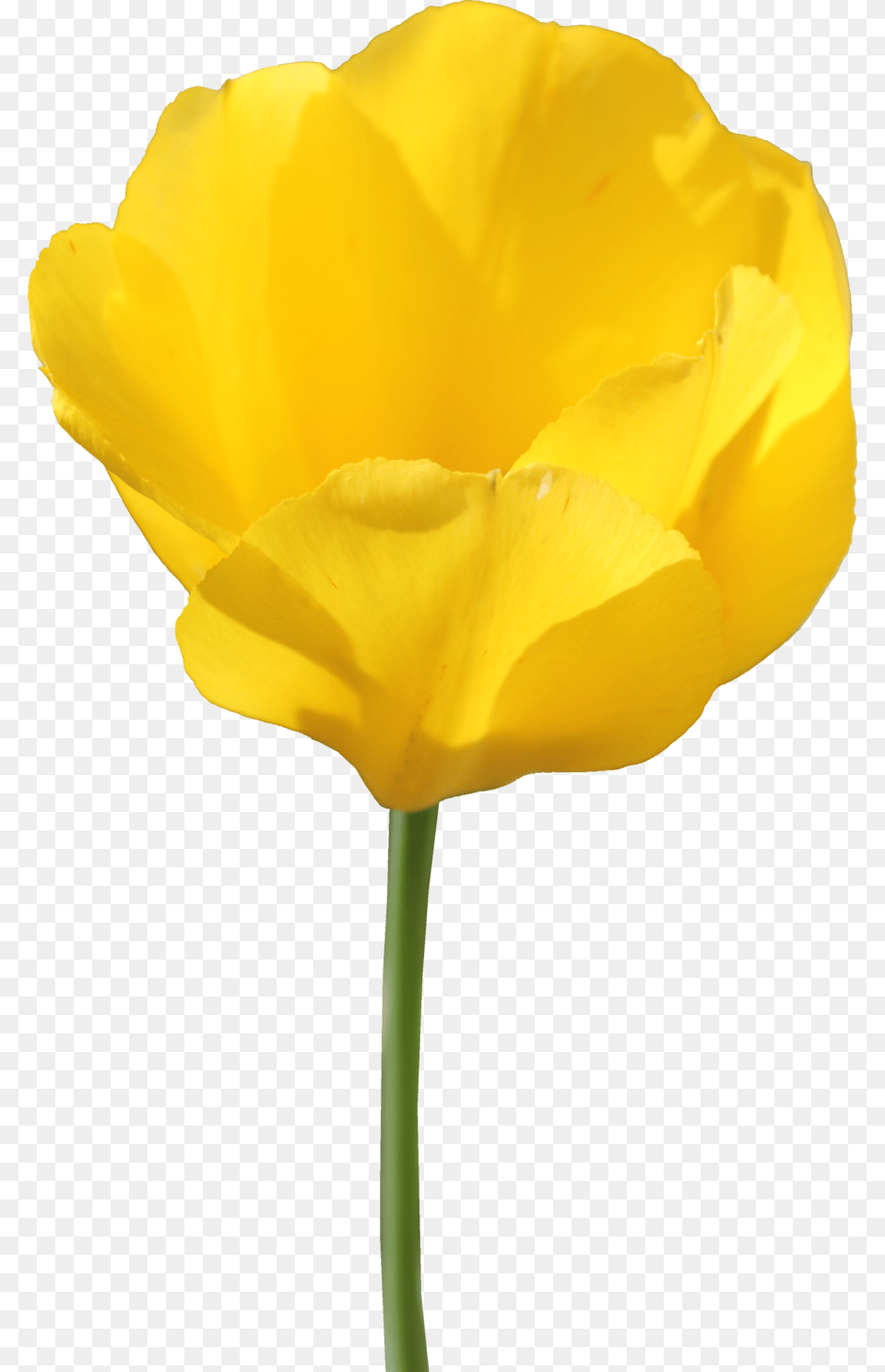 Tulip Flower Sticker Yellow Tulip Flower, Plant, Petal, Rose Free Transparent Png