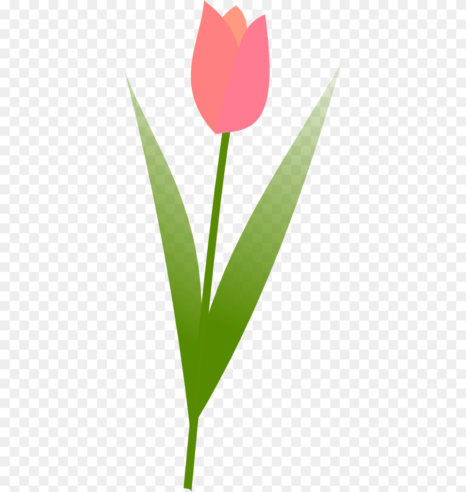 Tulip Flower Valentine 555px Tulip, Leaf, Plant, Petal Png Image