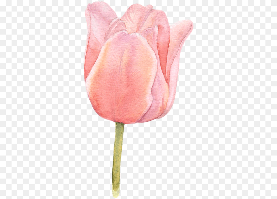 Tulip Flower Watercolor, Petal, Plant Png Image