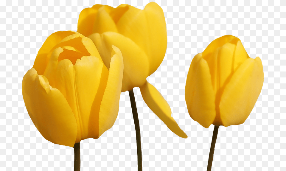 Tulip Flower Yellow, Plant, Rose Free Png