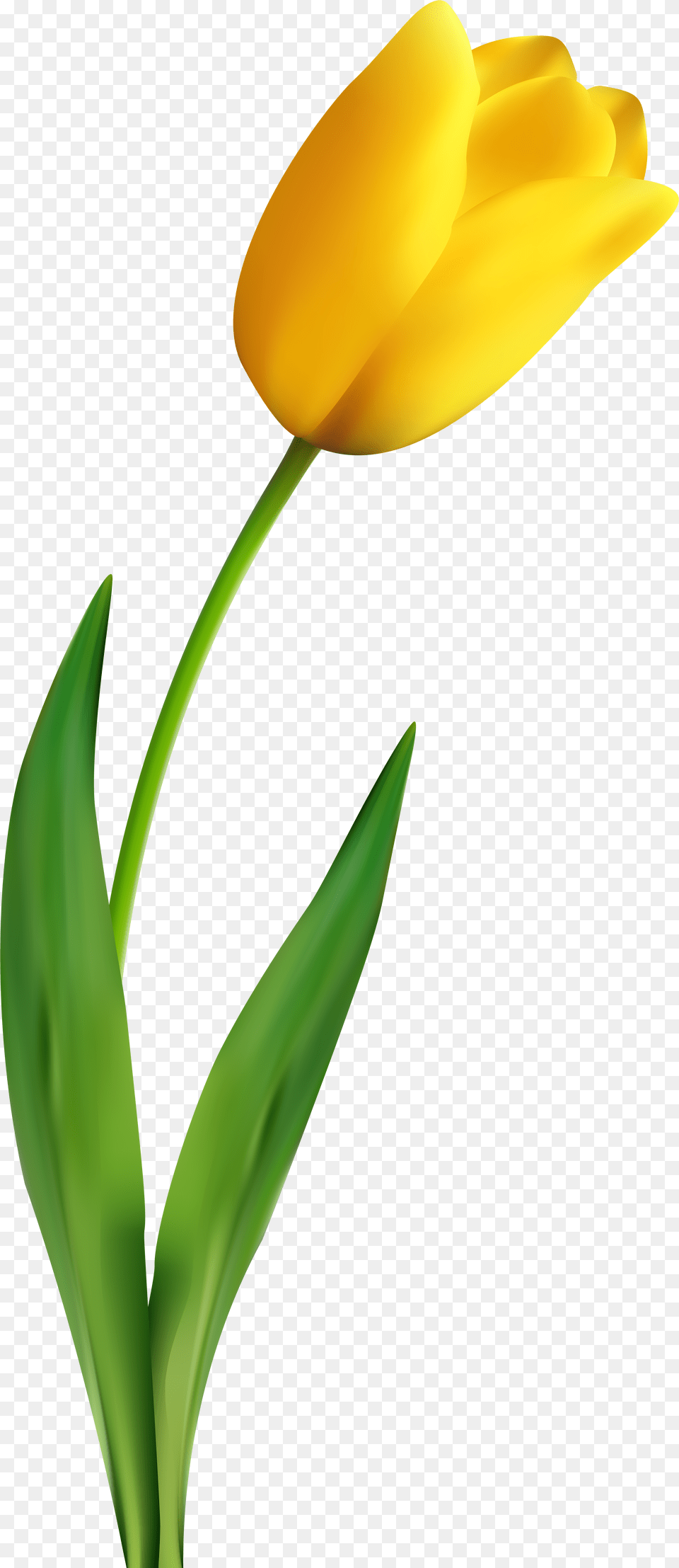 Tulip Flower Yellow Clip Art Yellow Tulip Clipart, Plant Free Png Download