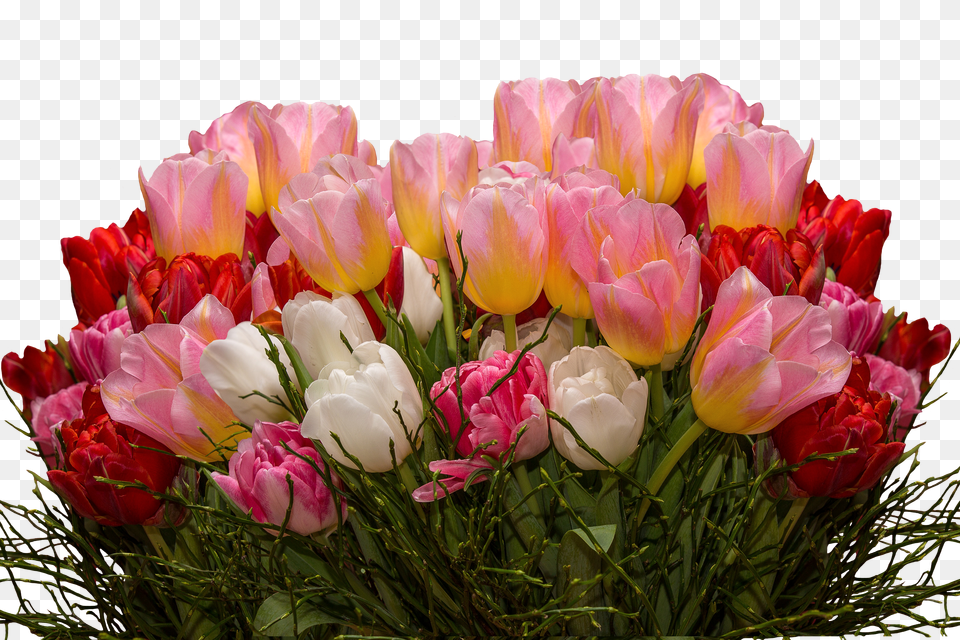 Tulip Flowerfreepngtransparentimagesfreedownload Free Png Download