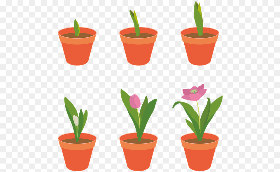 Tulip Flowers Garden Plants Growth Spring Pink Crescimento Planta, Leaf, Plant, Potted Plant, Cookware Png