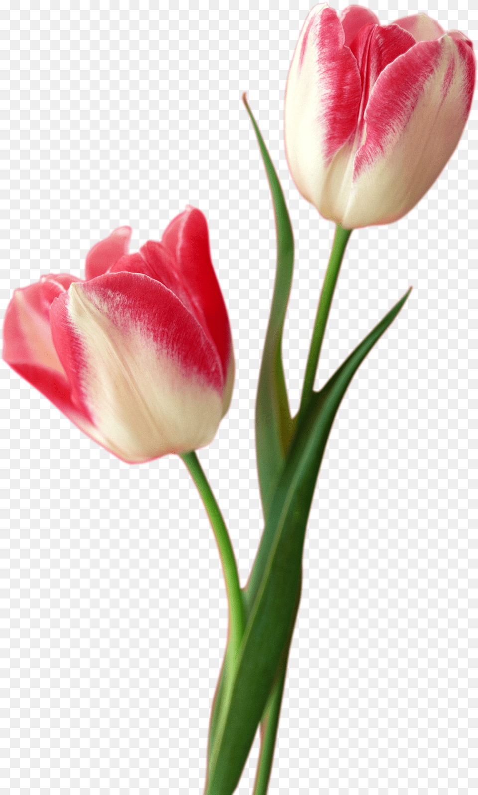 Tulip Free Download Tulips, Flower, Plant, Rose Png
