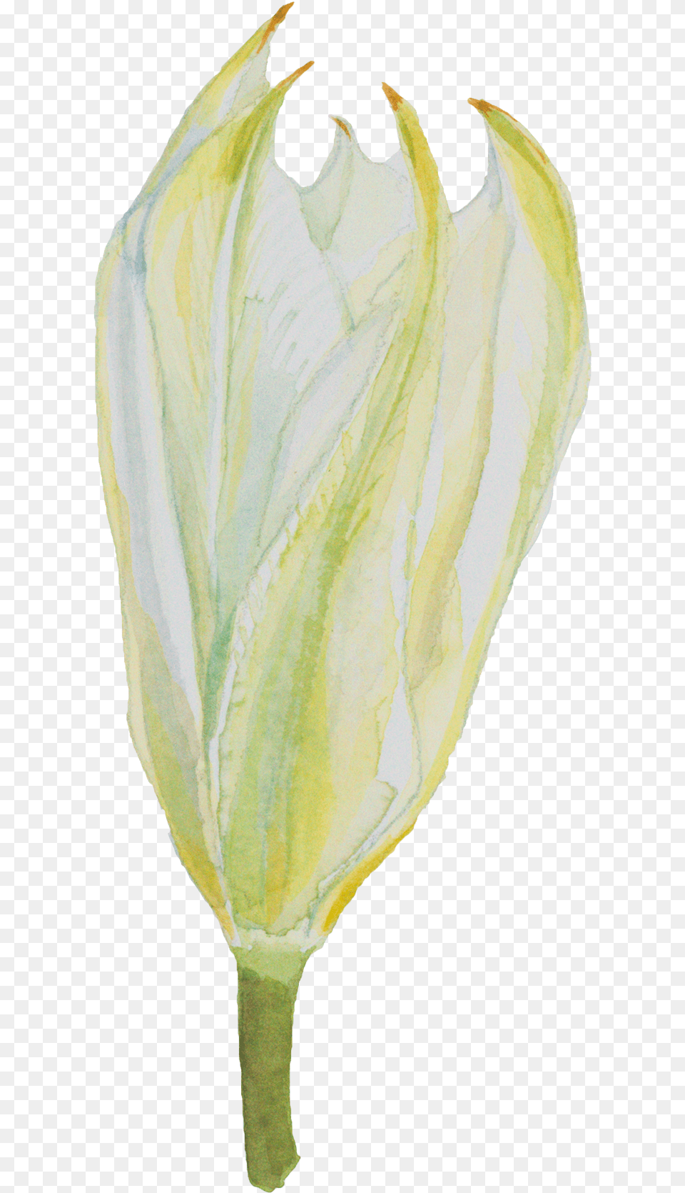 Tulip Hand Painted Watercolor Decorative Transparent Watercolor Painting, Bud, Flower, Leaf, Petal Free Png