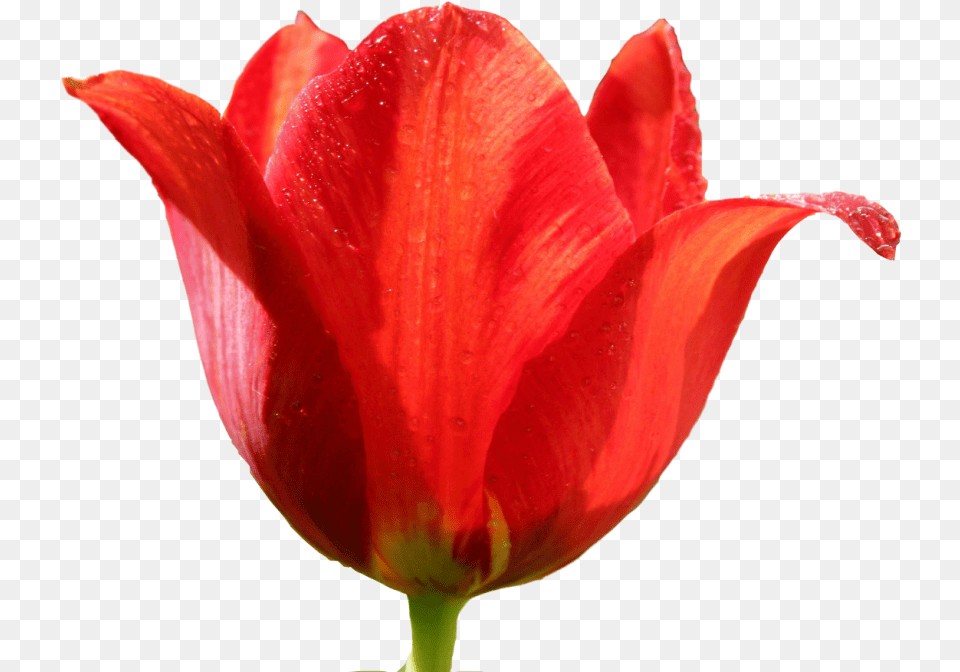 Tulip Image, Flower, Petal, Plant, Rose Png